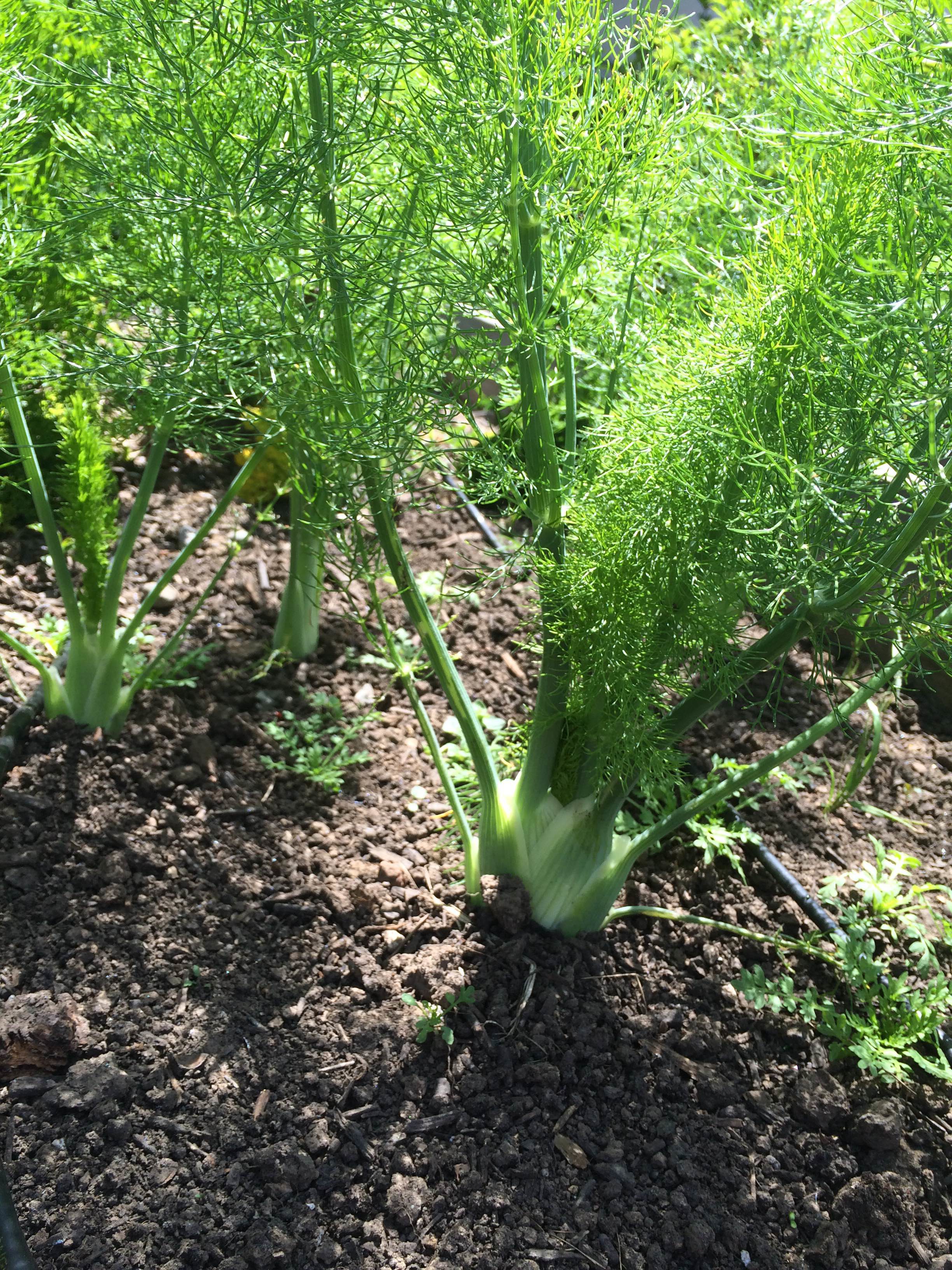 Fennel grown in the garden at the back of Cafe Phoenix, Arcata CA!