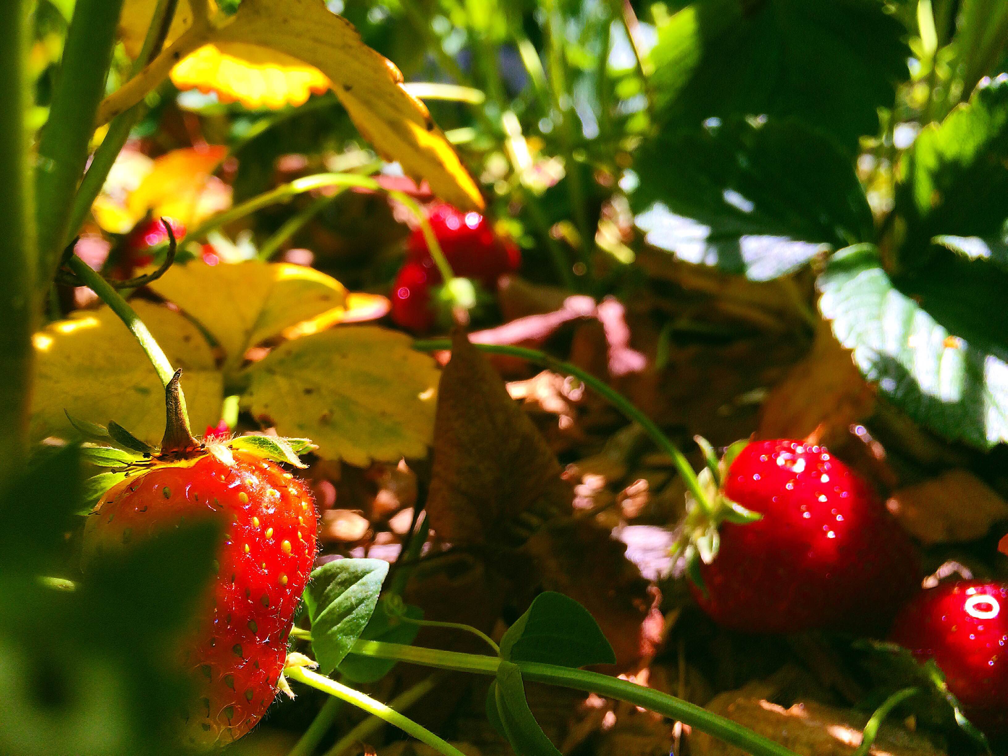 Organic strawberries grown at Cafe Phoenix, Arcata CA.