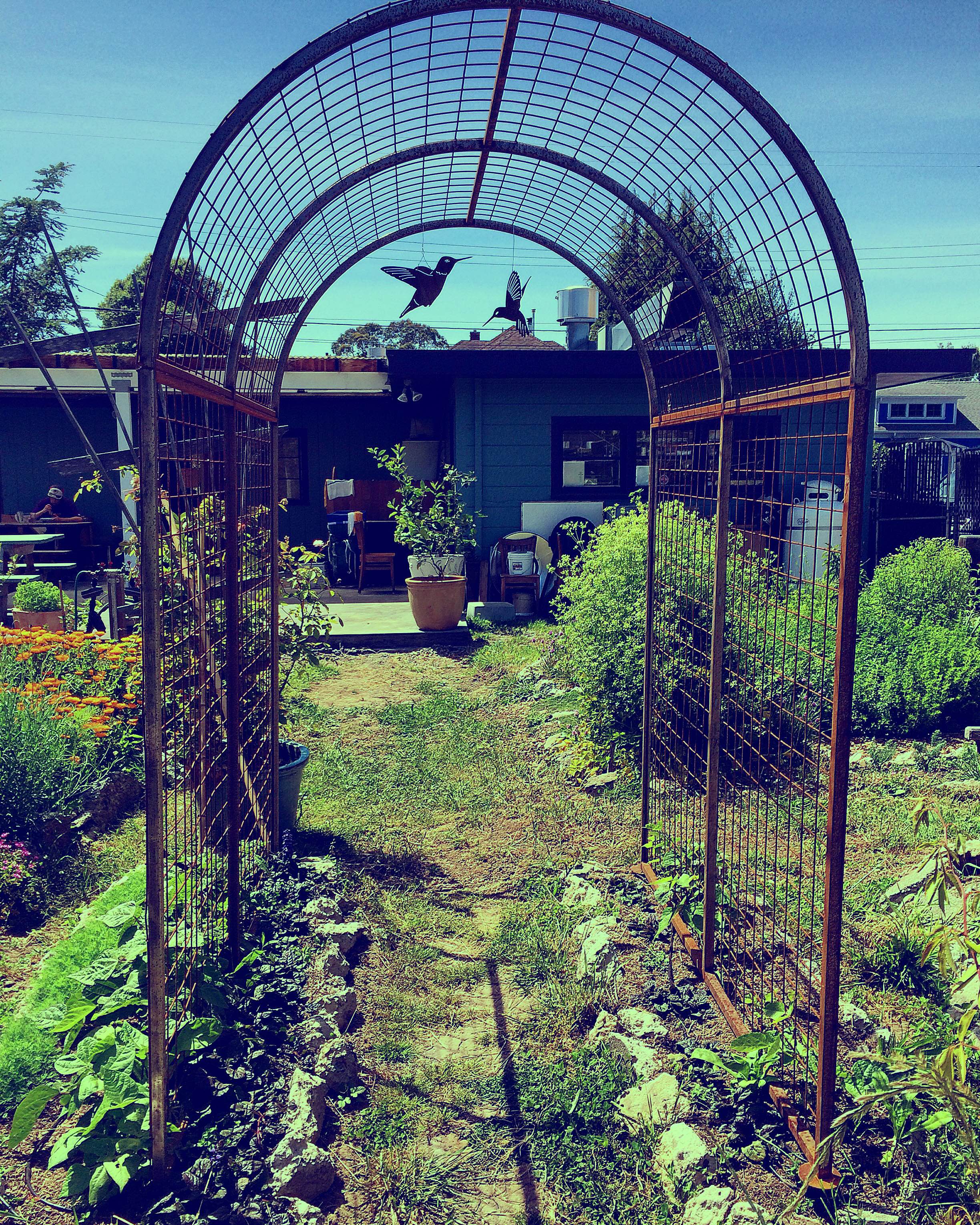 Garden at Cafe Phoenix. Arcata, CA.