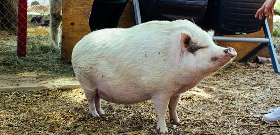 garden, pig