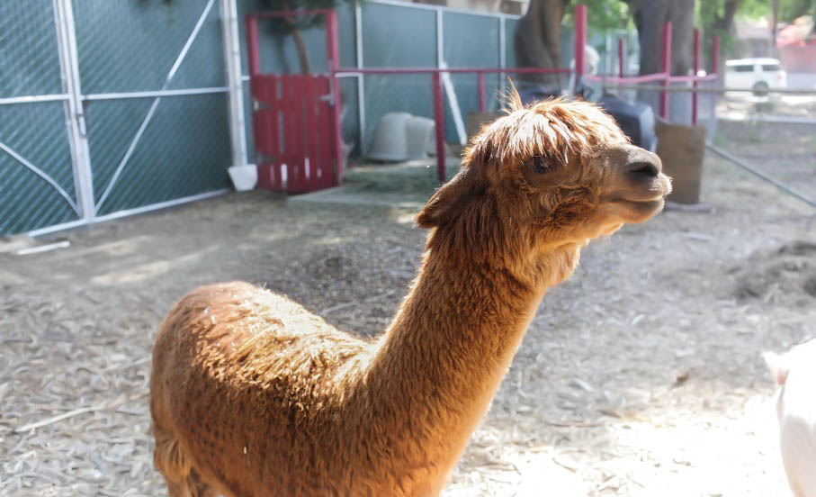 learn to have compassion for all beings like Pedro the llama!