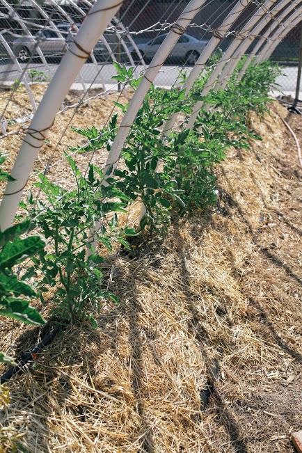 garden, tomatoes