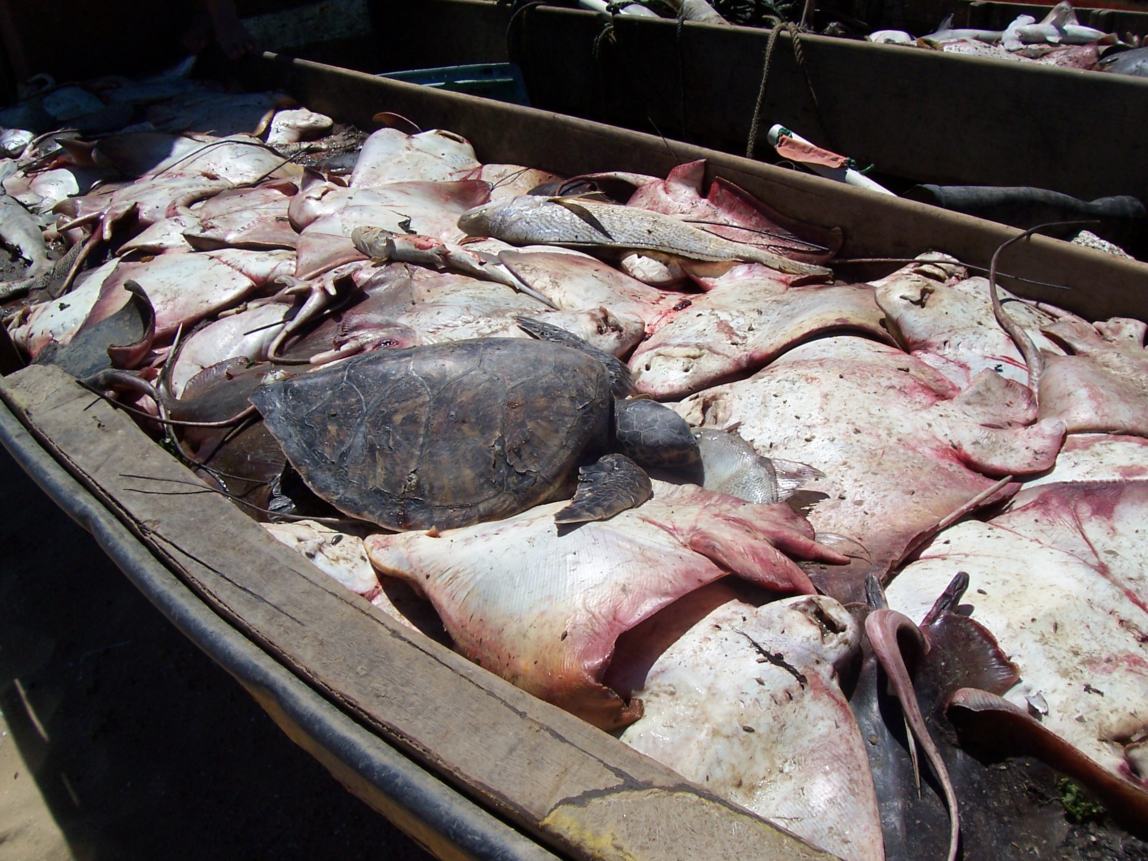 Bottom trawling is not a sustainable fishing method. It results in vast amounts of bycatch, such as these rays and turtle.