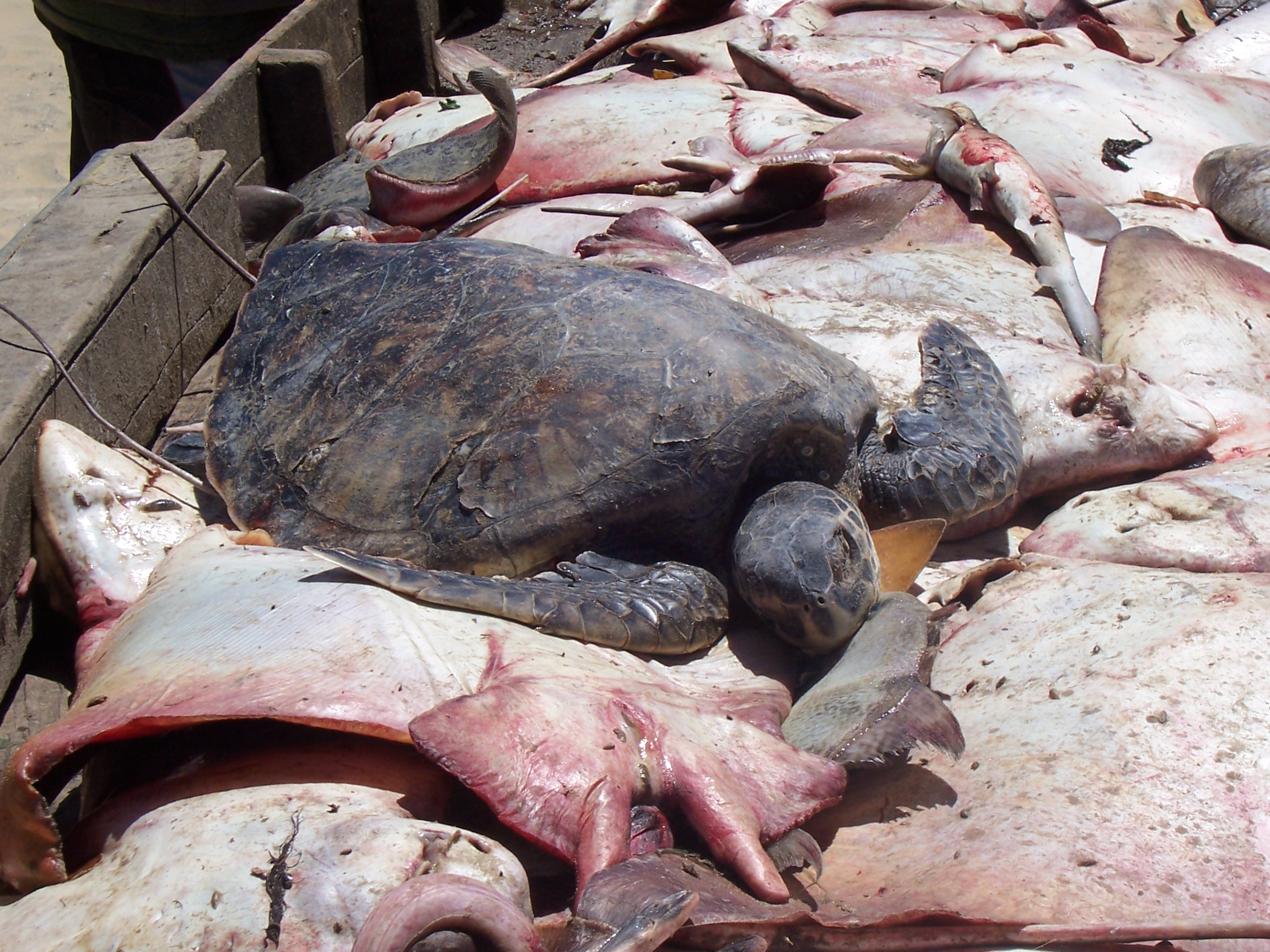 Bottom trawling is not a sustainable fishing method. It results in vast amounts of bycatch, such as these rays and turtle.