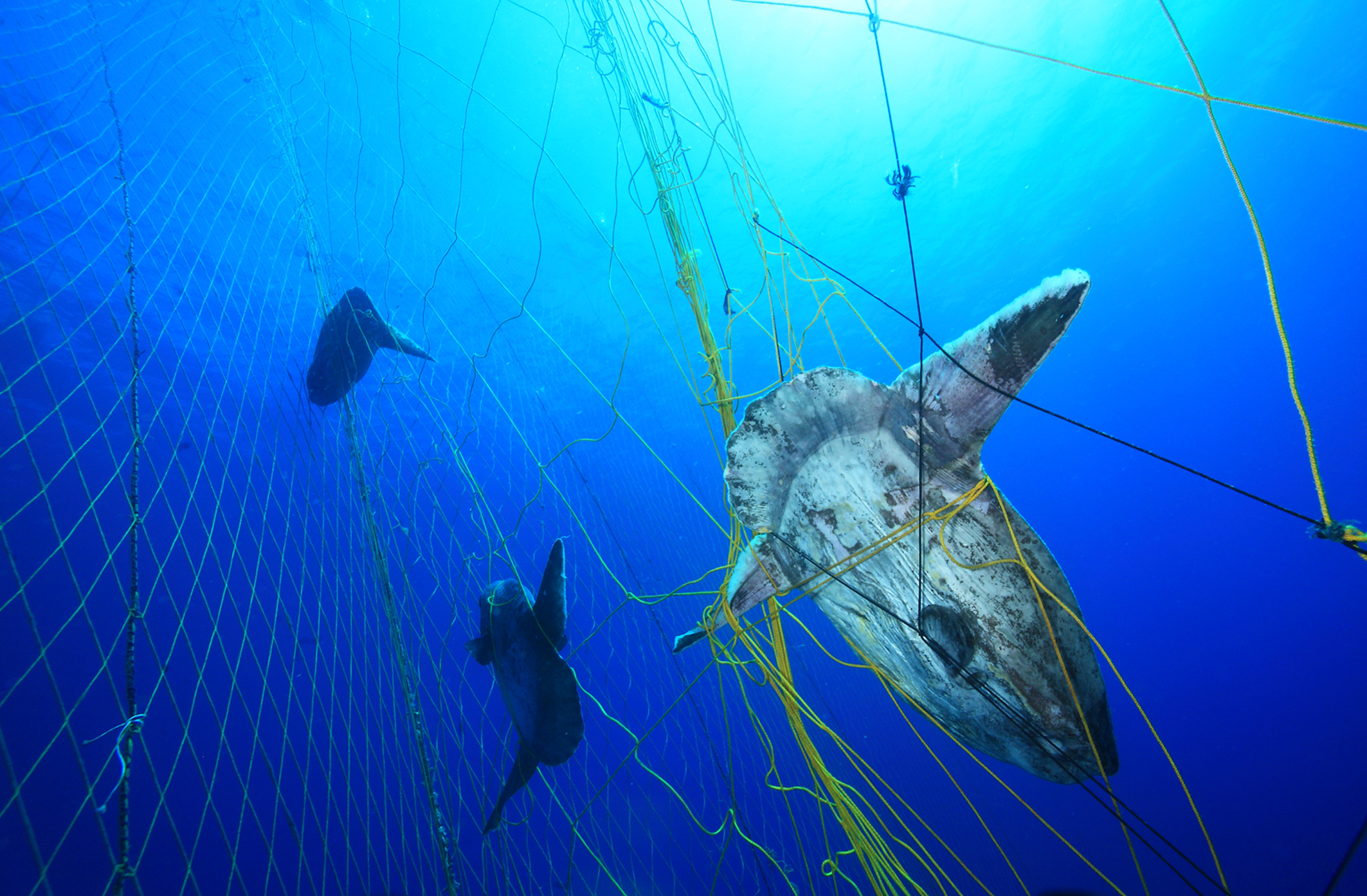Gillnets are not a sustainable fishing method, catching these sunfish as bycatch when targeting tuna.