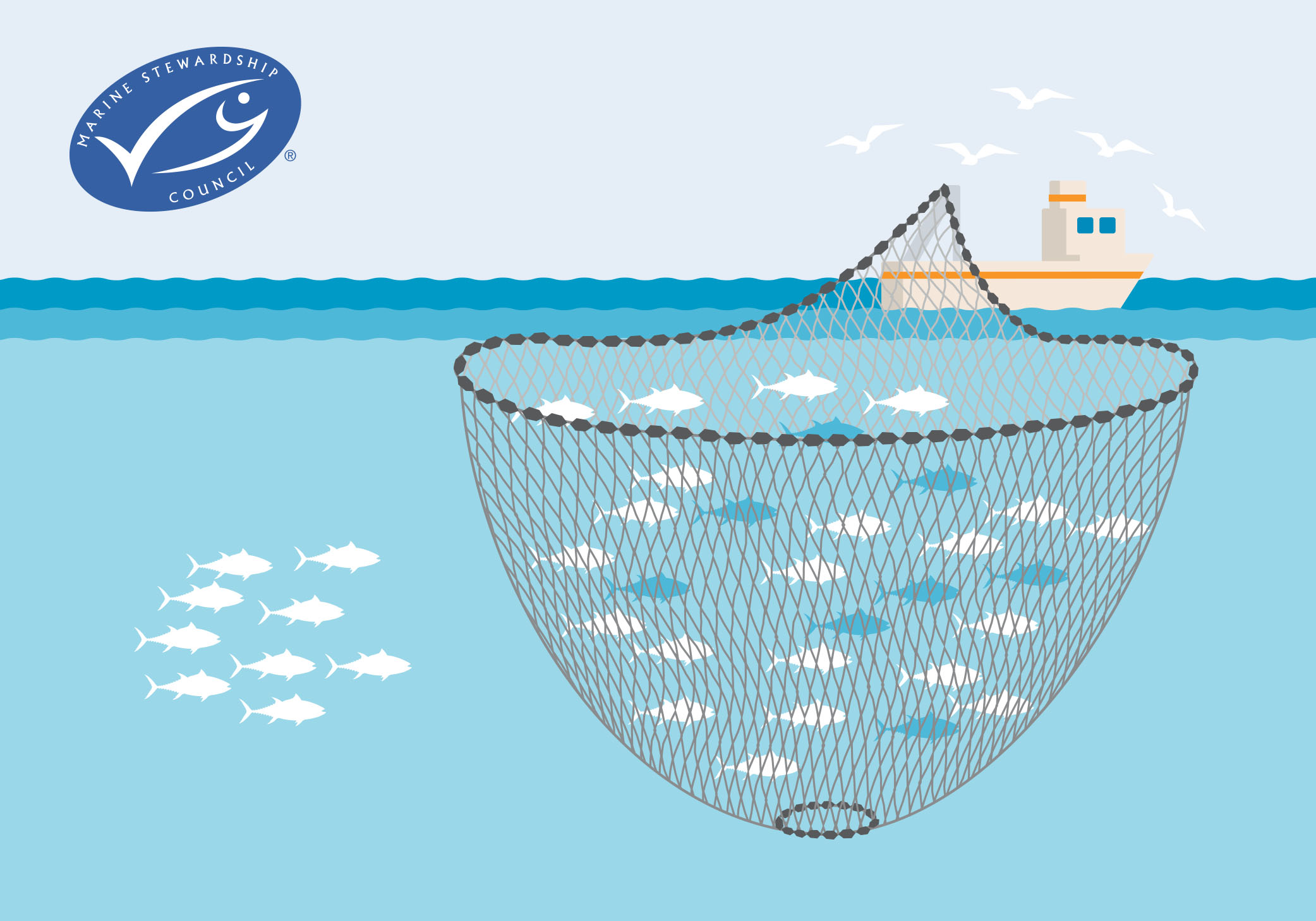 Purse Seine fishing at it's impact on marine life and their ecosystems. Purse Seine fishing can be a sustainable fishing method if monitored.