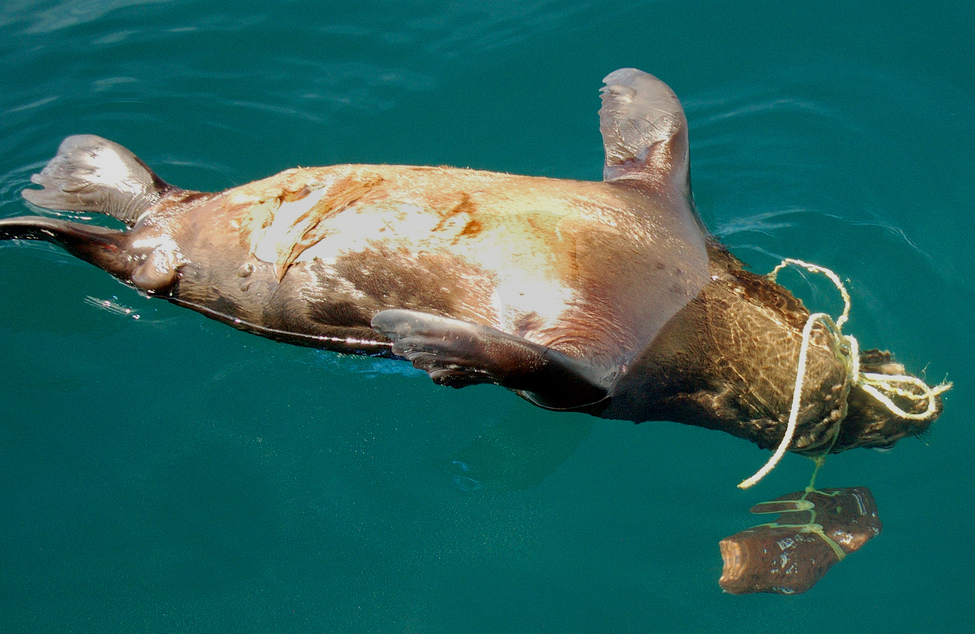 when sustainable fishing methods are not used pots and traps can get loose and continue to entangle and trap bycatch.