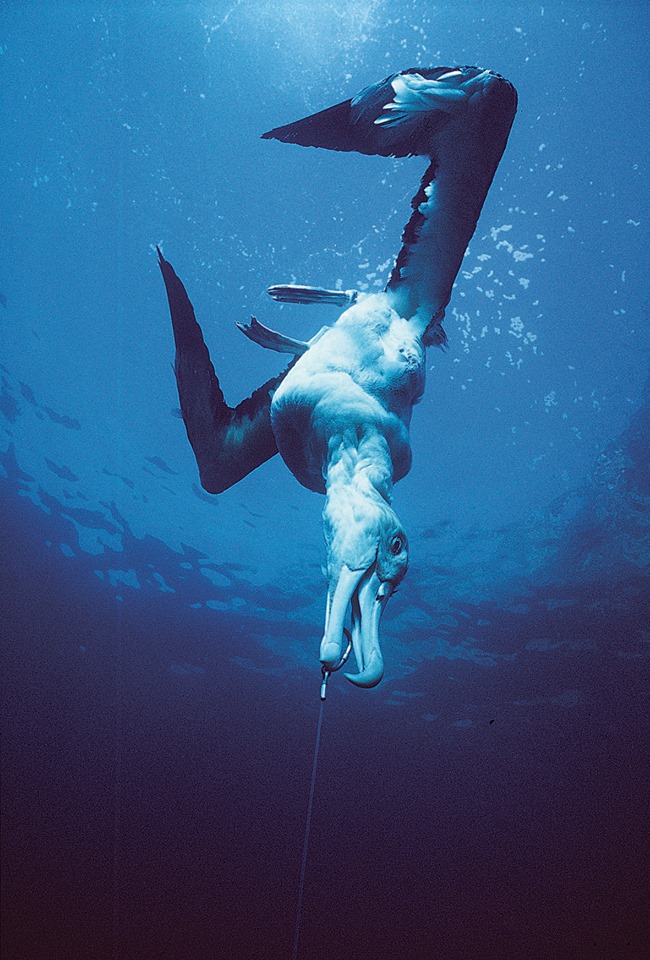 Longline fishing results in seabird bycatch (albatross pictured) and is not a sustainable fishing method.