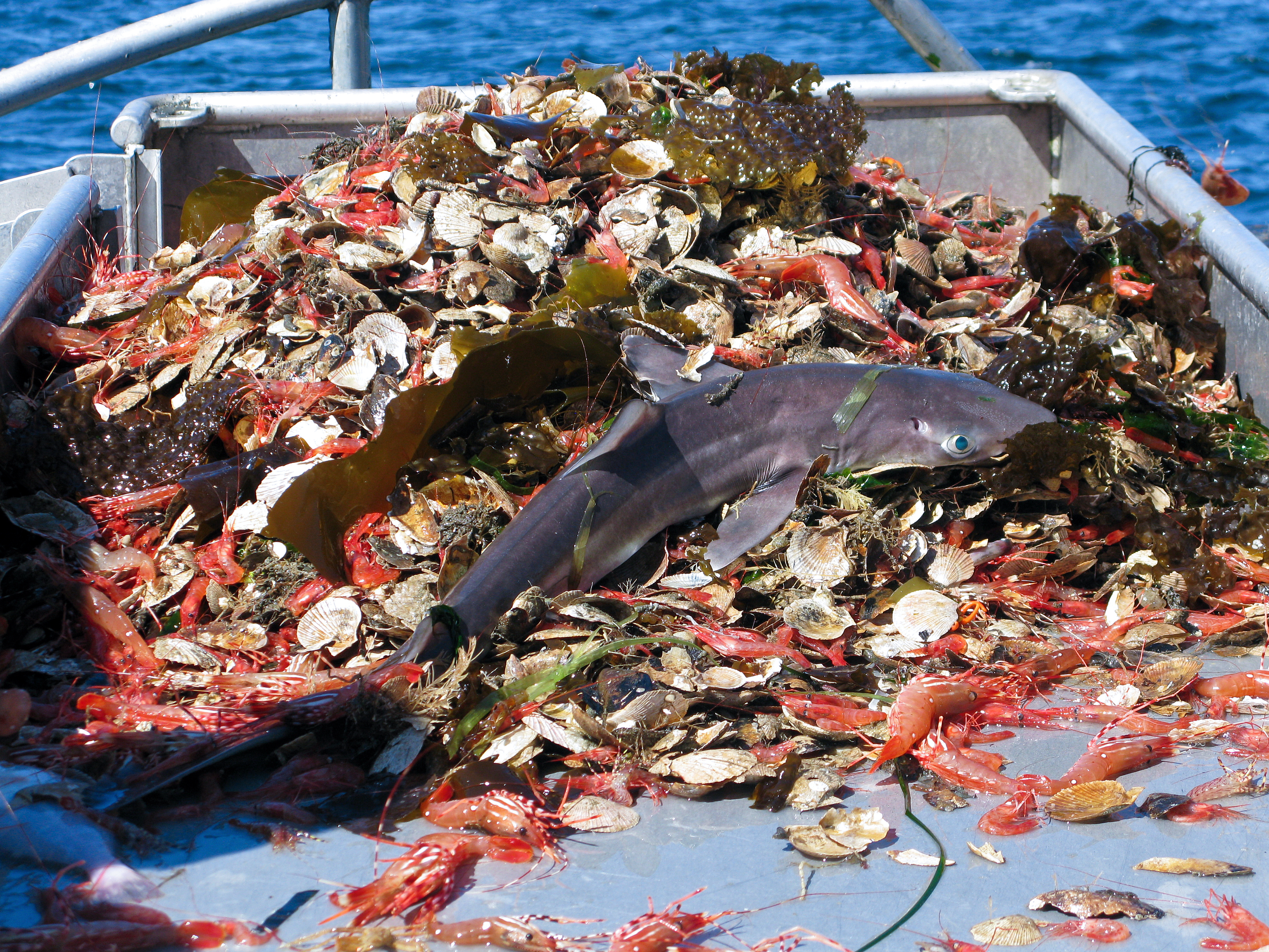 Bottom trawling is not a sustainable fishing method. It results in vast amounts of bycatch, such as this shark and crabs.