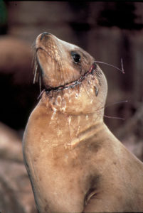 Gillnet cuts into sea lion as it grew around the net. Not a sustainable fishing method.