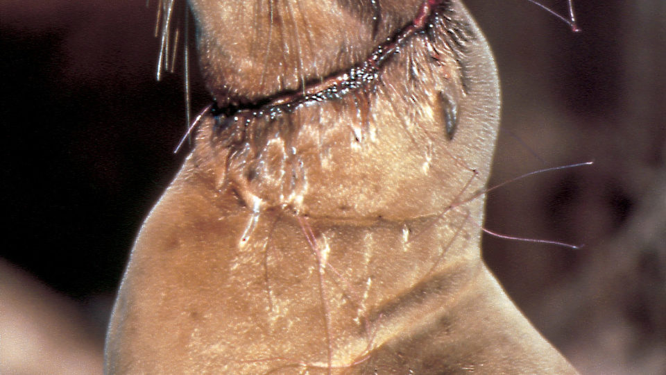 Gillnet cuts into sea lion as it grew around the net. Not a sustainable fishing method.